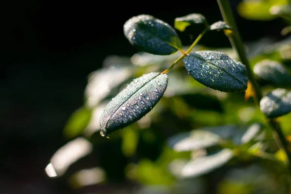 Yaprakların üzerindeki sabah çiği 