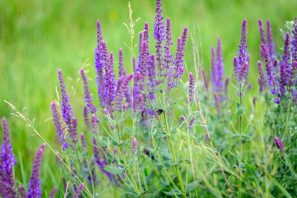 Mor adaçayı çiçekli tarla