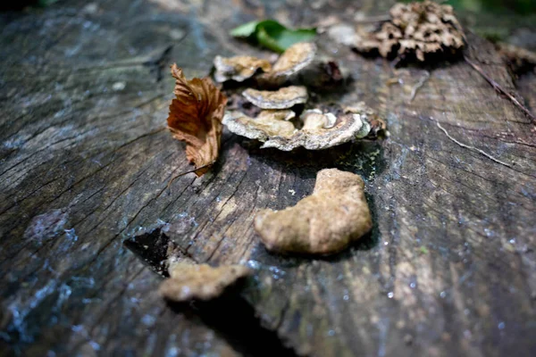 Forest Stump Overgrown Mushrooms — Stock Photo, Image