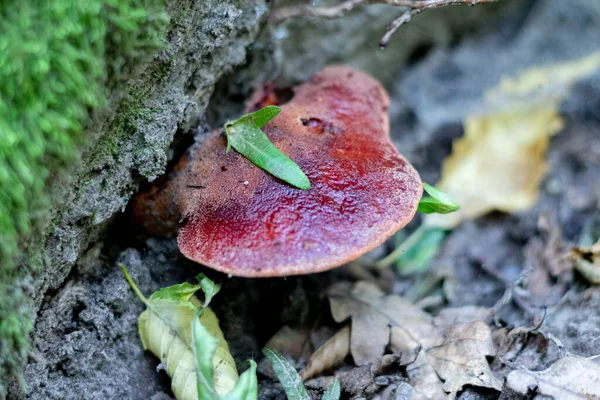 Kızıl mantar bir orman kütüğünde yetişir.
