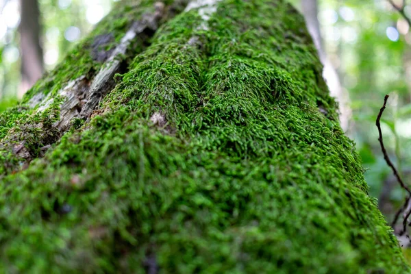 Ormandaki yosunlu ağaç gövdesi