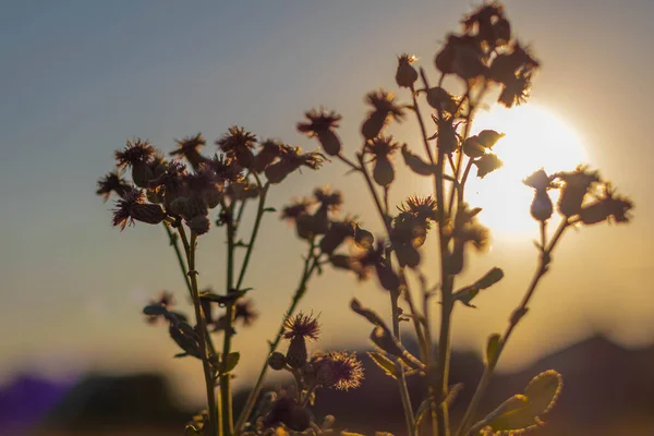 Doğa yağmurdan sonra gün batımında