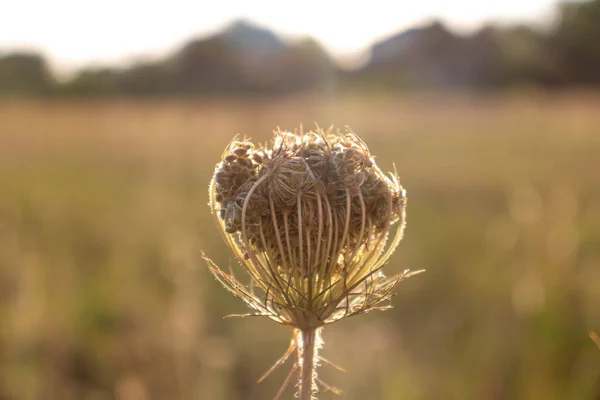 Doğa yağmurdan sonra gün batımında