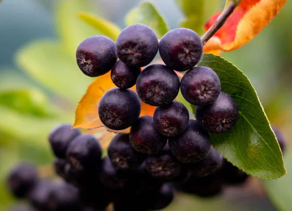 Bir avuç olgunlaşmamış siyah Rowan.