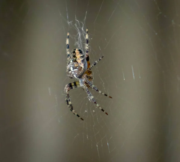 Örümcek avını bekliyor.