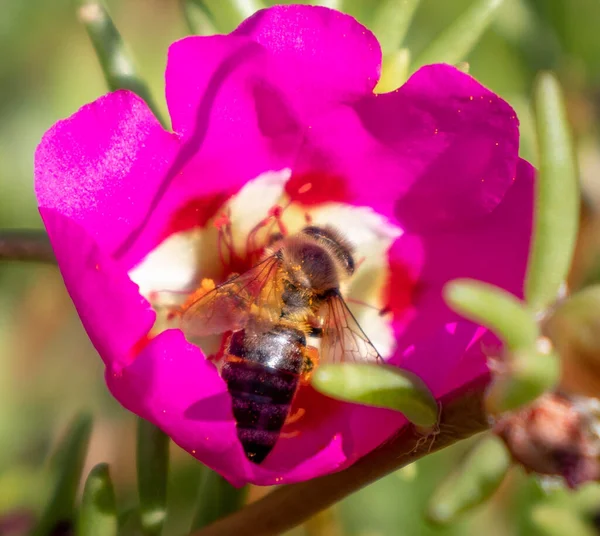 Bir arı, bir yaz gününde bir çiçeği döller.