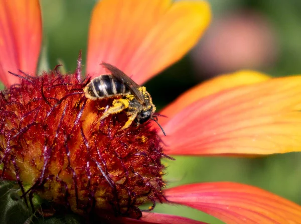 Bir arı, bir yaz gününde bir çiçeği döller.