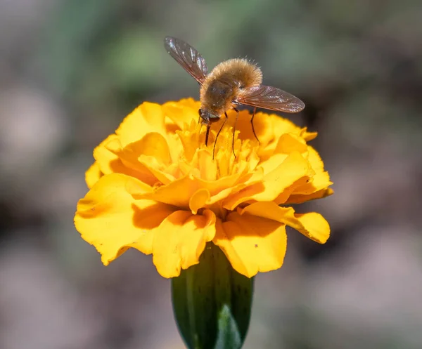 Bir arı, bir yaz gününde bir çiçeği döller.
