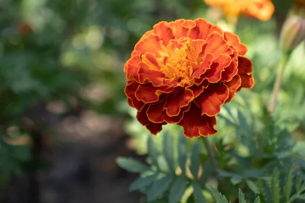 Marigold Flower Summer Sun — Stock Photo, Image