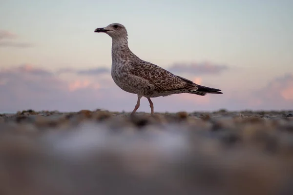 Deniz kenarında gün batımında martı