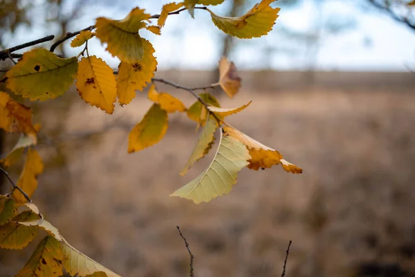 Rusya 'nın güneyinde sonbahar renkleri