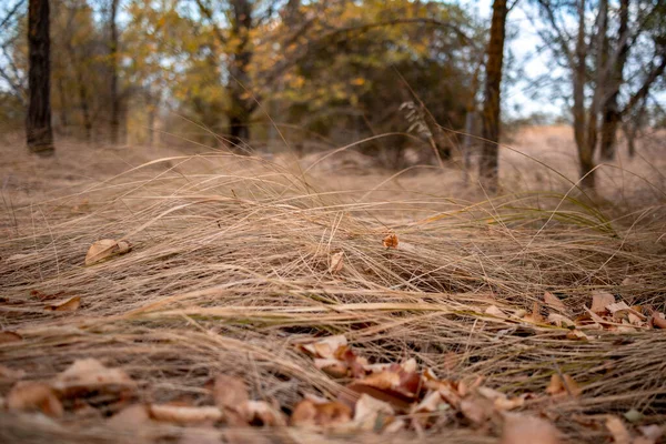 Rusya 'nın güneyinde sonbahar renkleri