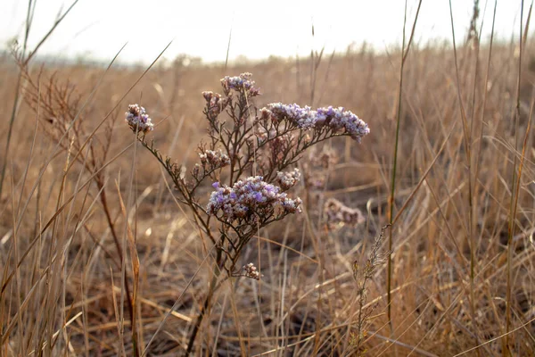 Rusya 'nın güneyinde sonbahar renkleri