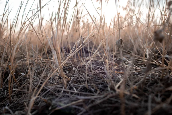 Rusya 'nın güneyinde sonbahar renkleri
