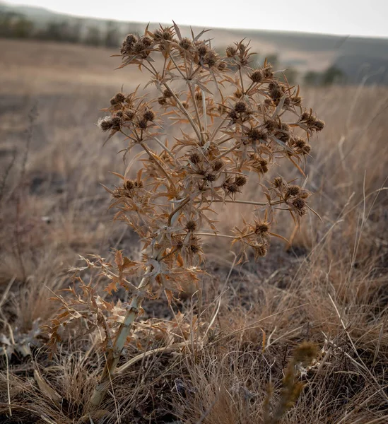 Rusya 'nın güneyinde sonbahar renkleri