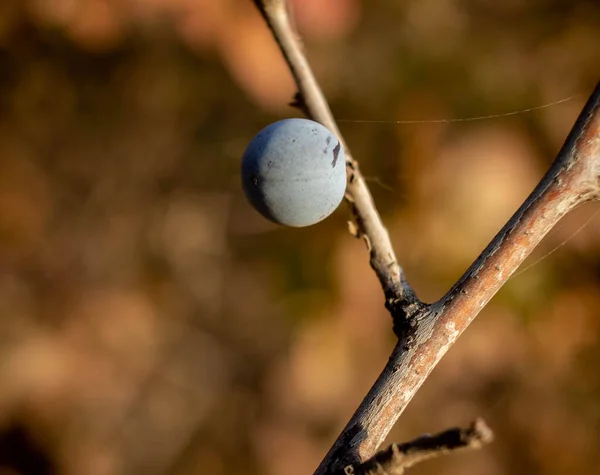 Yalnız sonbahar meyvesi ağaçta