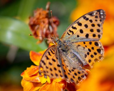 Kelebek kanatlarını sarı bir çiçeğe açtı.