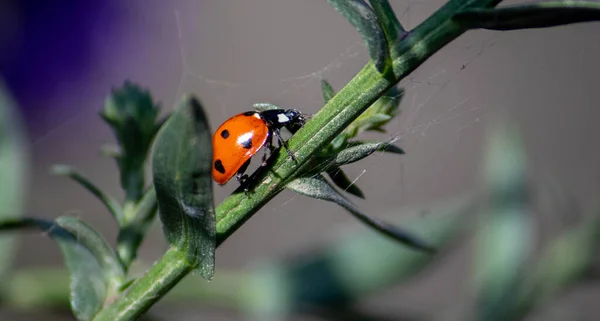 Yeşil sapta sürünen uğur böceği