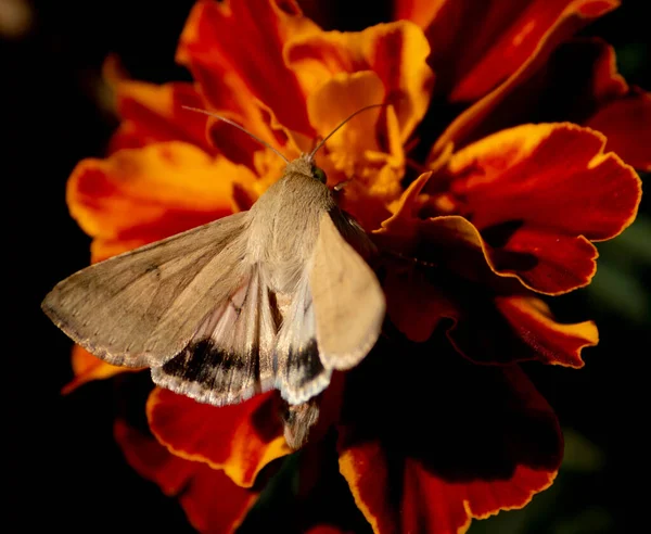 Kelebek güzel bir çiçeğin nektarıyla beslenir.