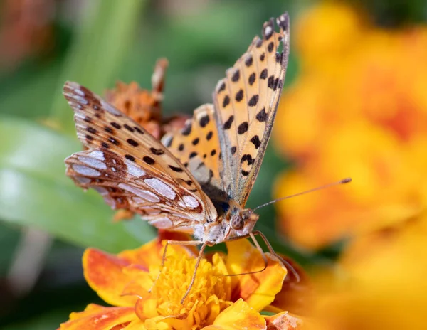 Kelebek kanatlarını sarı bir çiçeğe açtı.