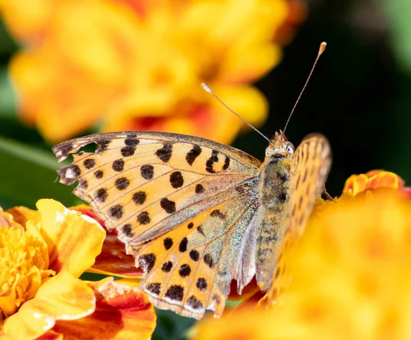 Kelebek kanatlarını sarı bir çiçeğe açtı.