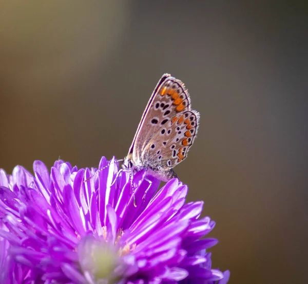 Kelebek Aster çiçeğinin üzerinde oturur.
