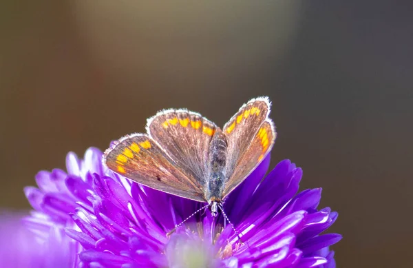 Kelebek Aster çiçeğinin üzerinde oturur.