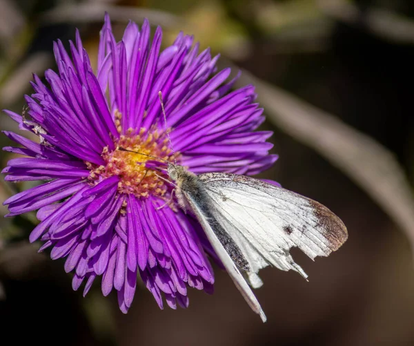 Kelebek Aster çiçeğinin üzerinde oturur.