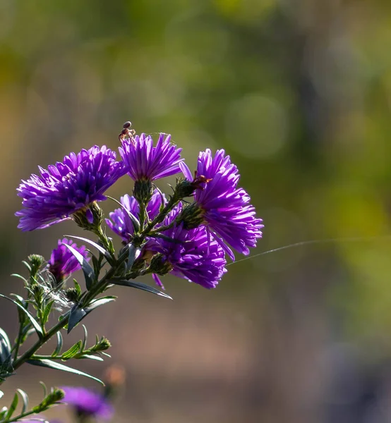 Güneşteki yıldız çiçeği