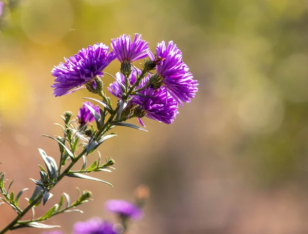 Güneşteki yıldız çiçeği