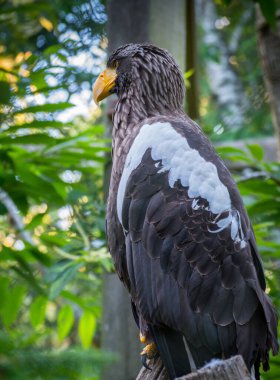 Sarı gagalı Kara Kartal bekliyor.