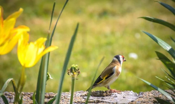 A goldfinch on a wall among the flowers — Stock Photo, Image