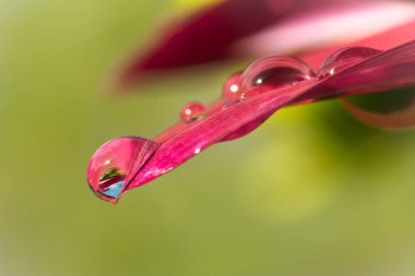 Su damlaları pembe bir çiçeğe düşer