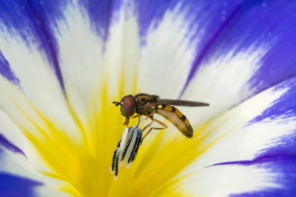 Hoverfly egy kék virágon — Stock Fotó