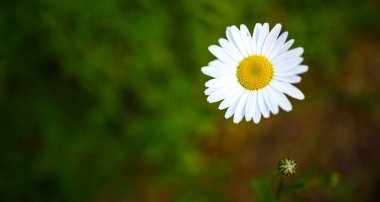 Tarlada papatya çiçeği makrosu