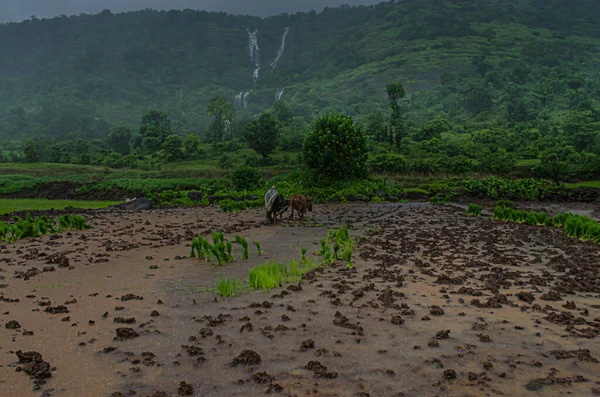 Farmers working in muddy fields for Paddy crop near Pune in India
