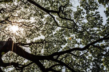 Yoğun ve desenli yaprakları delip geçen güneş ışığı