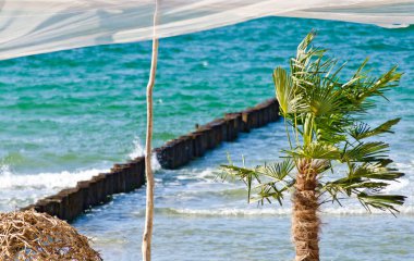 Baltık Denizi manzaralı bir tentenin altında rüzgarda savrulan palmiye ağacı ve Almanya 'nın Zingst kentinde bir dalgakıran binası.