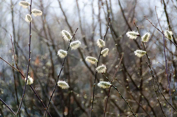 Galhos Catkin Florescentes Primavera Com Luz Fundo — Fotografia de Stock