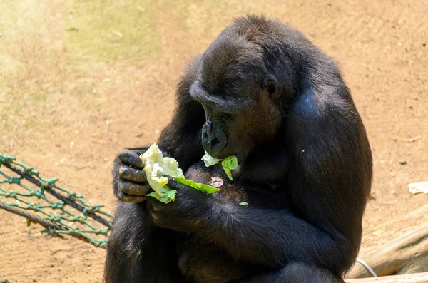 Young Gorilla sitting on a net and eating green lettuce leaf