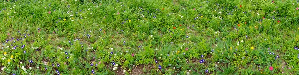 Suelo Del Bosque Con Florecientes Plantas Coloridas Hierbas Silvestres —  Fotos de Stock