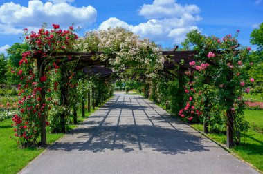 Avusturya 'nın Viyana kenti yakınlarındaki Baden köyündeki bir parkta serpilen güllerle ahşap pergola.