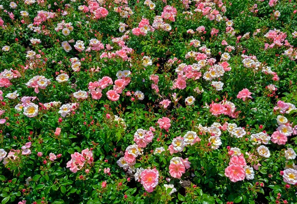 Lecho Flores Con Rosas Rosadas Florecientes Del Cultivar Romántico —  Fotos de Stock