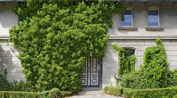 9 numaralı sarmaşıkla kaplı bir evin önünde.