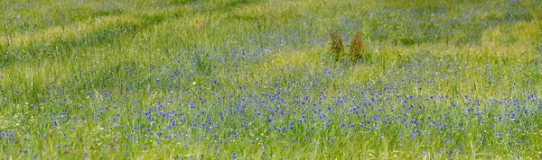 Vista Panorámica Campo Grano Con Muchos Acianos Azules Barrio Forestal —  Fotos de Stock