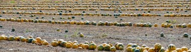 Mellow Styrian oil pumpkins lying in rows on a field at Lower Austria in autumn clipart