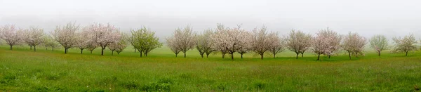 Widok Panoramiczny Kwitnącymi Drzewami Owocowymi Łące Mglisty Dzień Regionie Burgenland — Zdjęcie stockowe