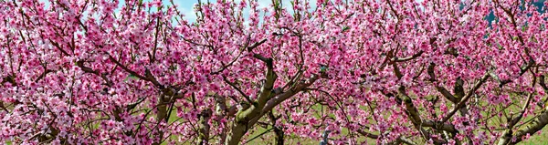 Panorama Alberi Frutto Fiorenti Rosa Primavera Austria — Foto Stock