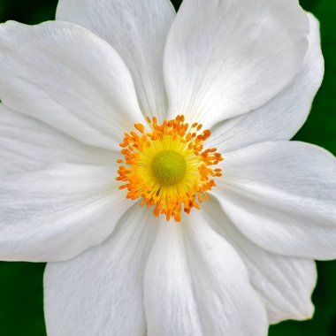 Turuncu asen ve sarı jimnastik salonu olan Japon şakayığının beyaz çiçeğinin yanında.