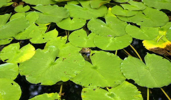 Kleiner Frosch Blickt Zwischen Grünen Lilienkissen Aus Dunklem Wasser — Stockfoto